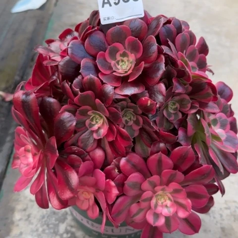 955美杜莎25厘米左右