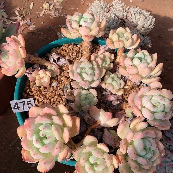 475望舒一物一拍多肉