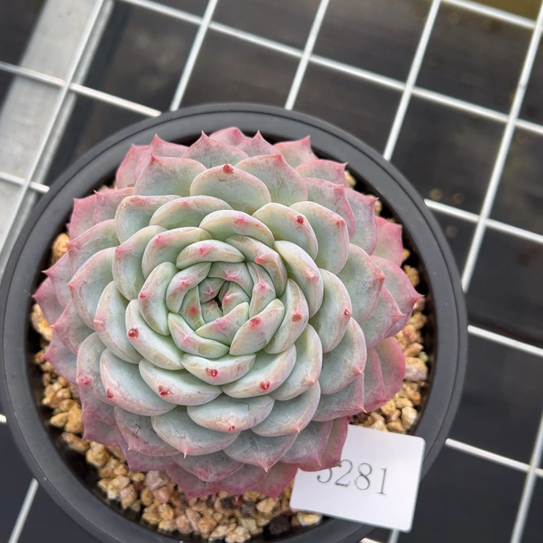 安5281肉肉肉肉肉肉肉肉