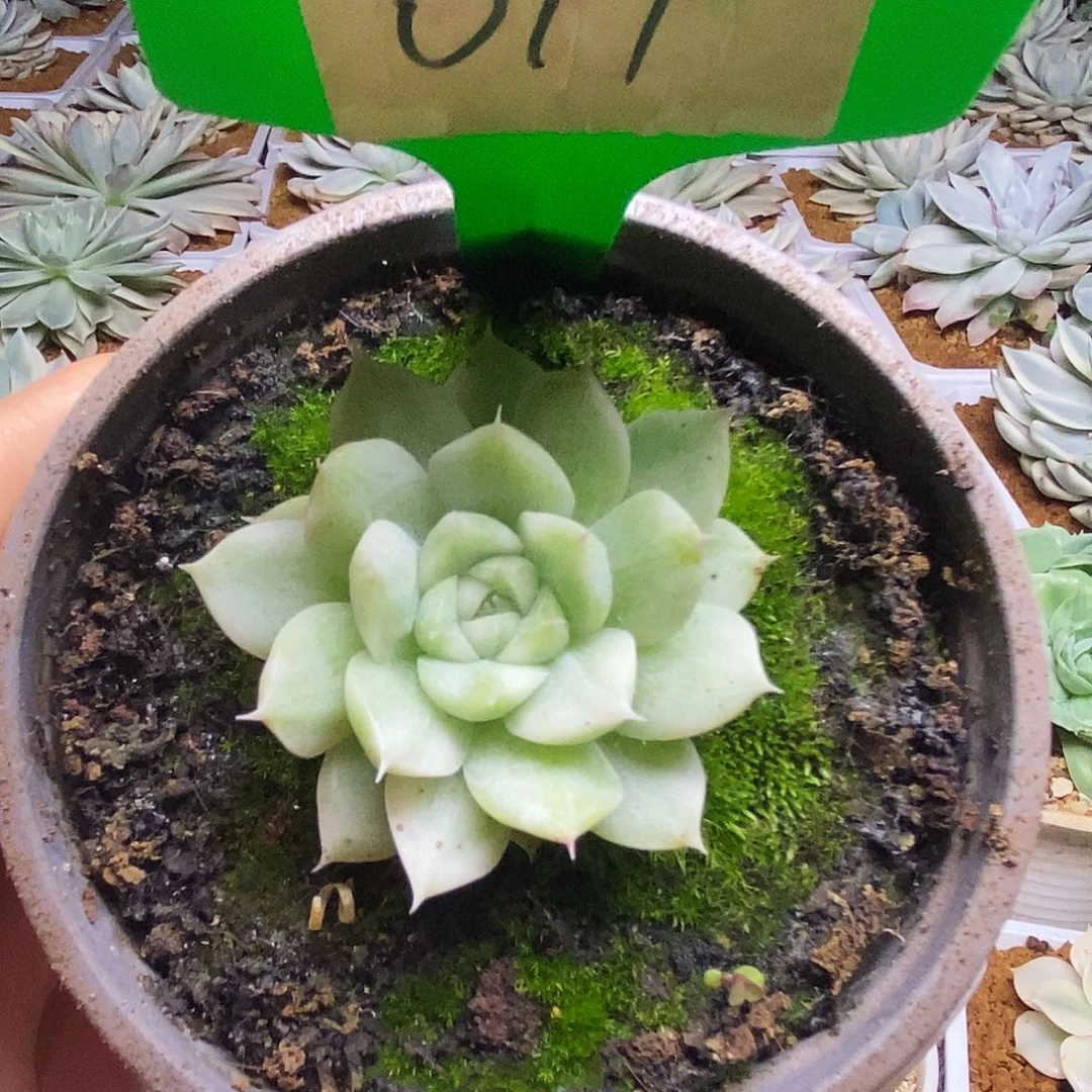 A****-017锦锦锦锦锦锦锦锦锦