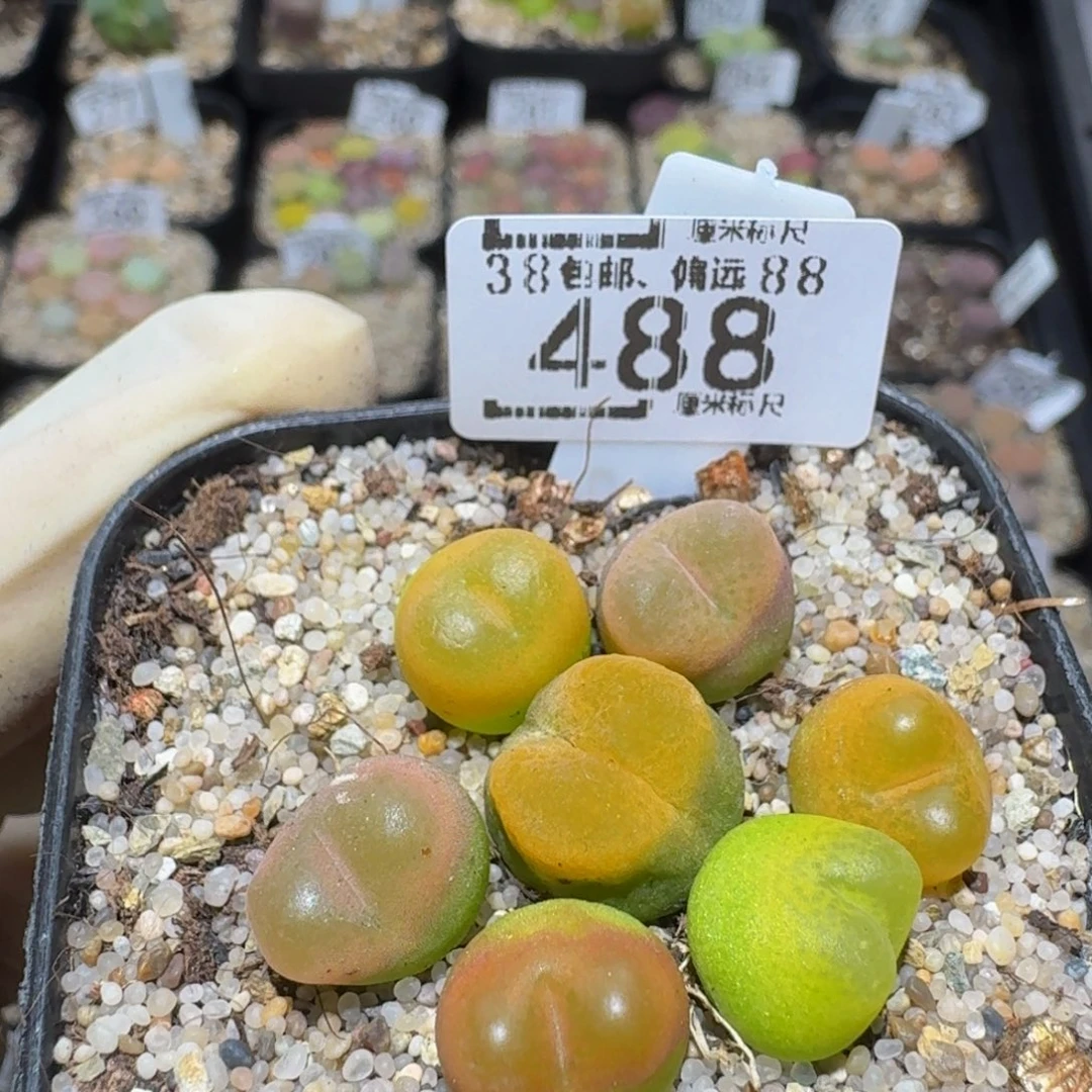 Zzzz精品生石花488
