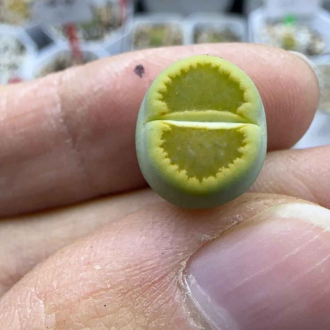 429 清框福利30包邮