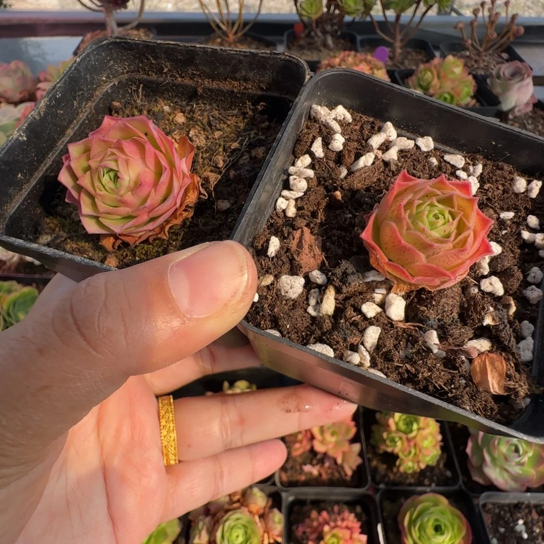 尖****L637金色梦影-638晶钻火车不含盆土