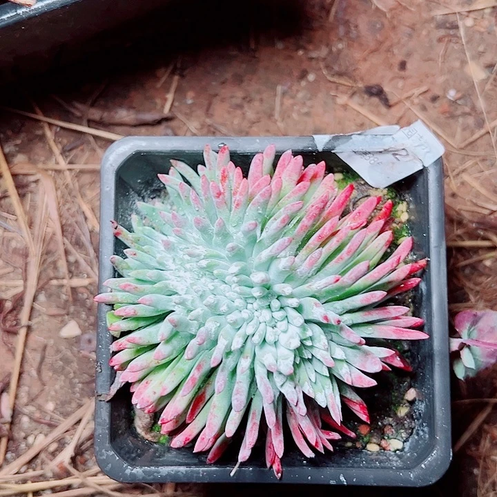 梦***裳4271木然衣仙女杯多肉