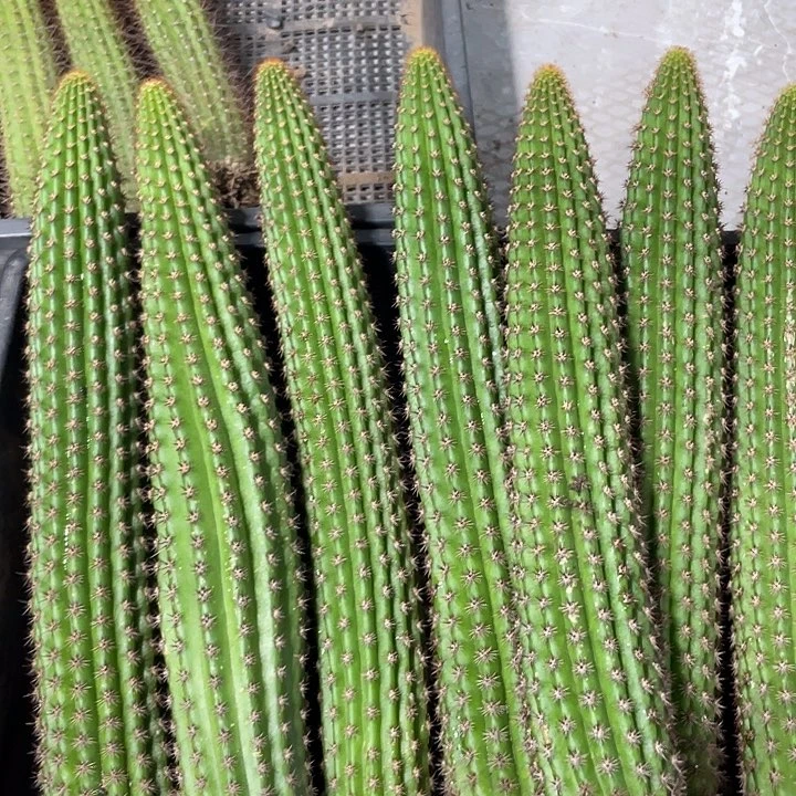 进口金妞卡布奇诺自根20公分