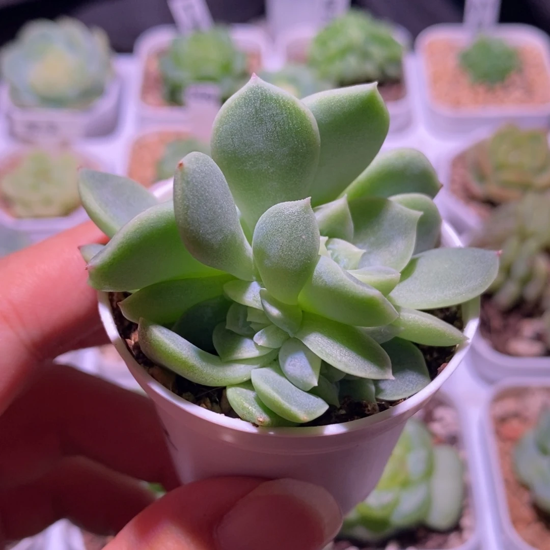 白昼4头，多肉植物