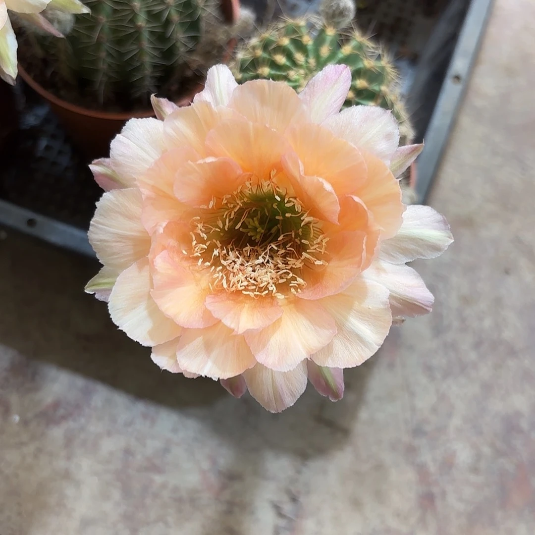 彩草茶香槟6.5公分左右