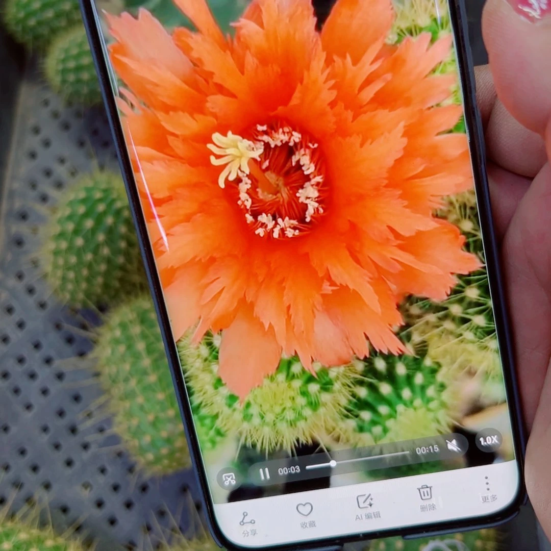 下36毛超级橙斑点歪无根侧芽4公分左右20包邮