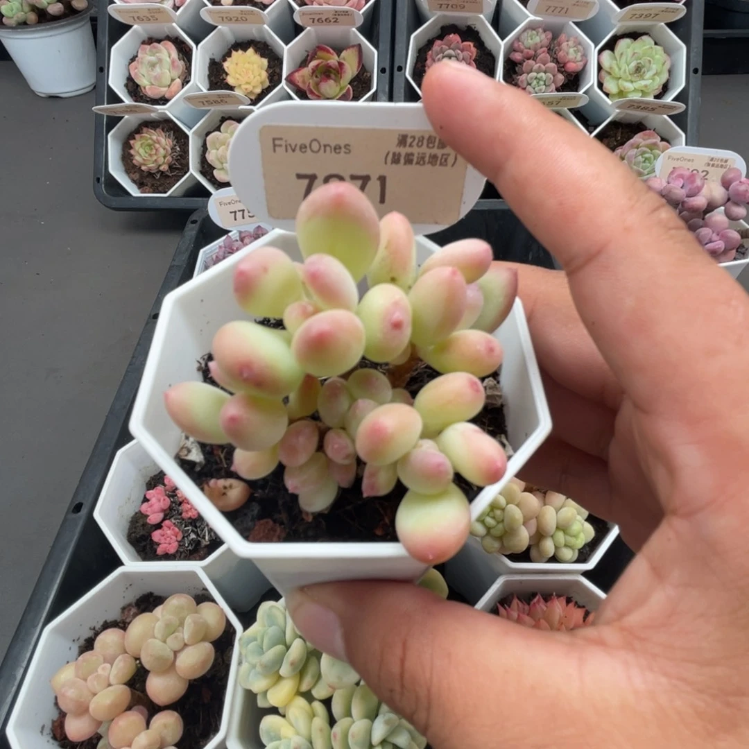 7871苹果奶4.0厘米