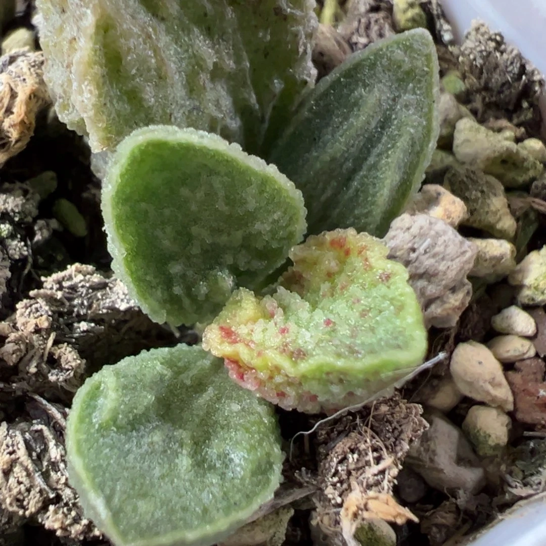 酒红猪肝多肉植物水泡