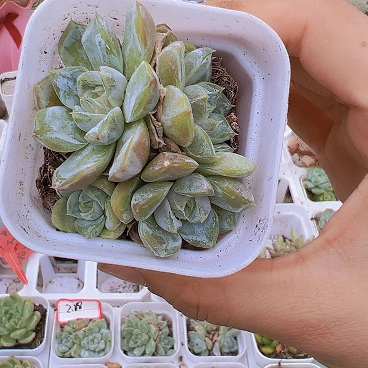 雪兔群带盆19包邮