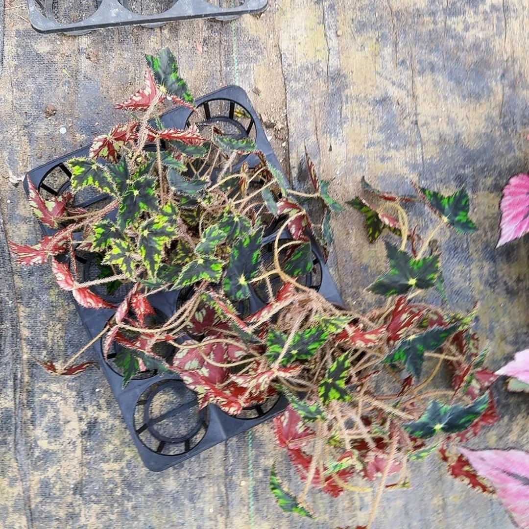 完全开放蝴蝶秋海棠一棵