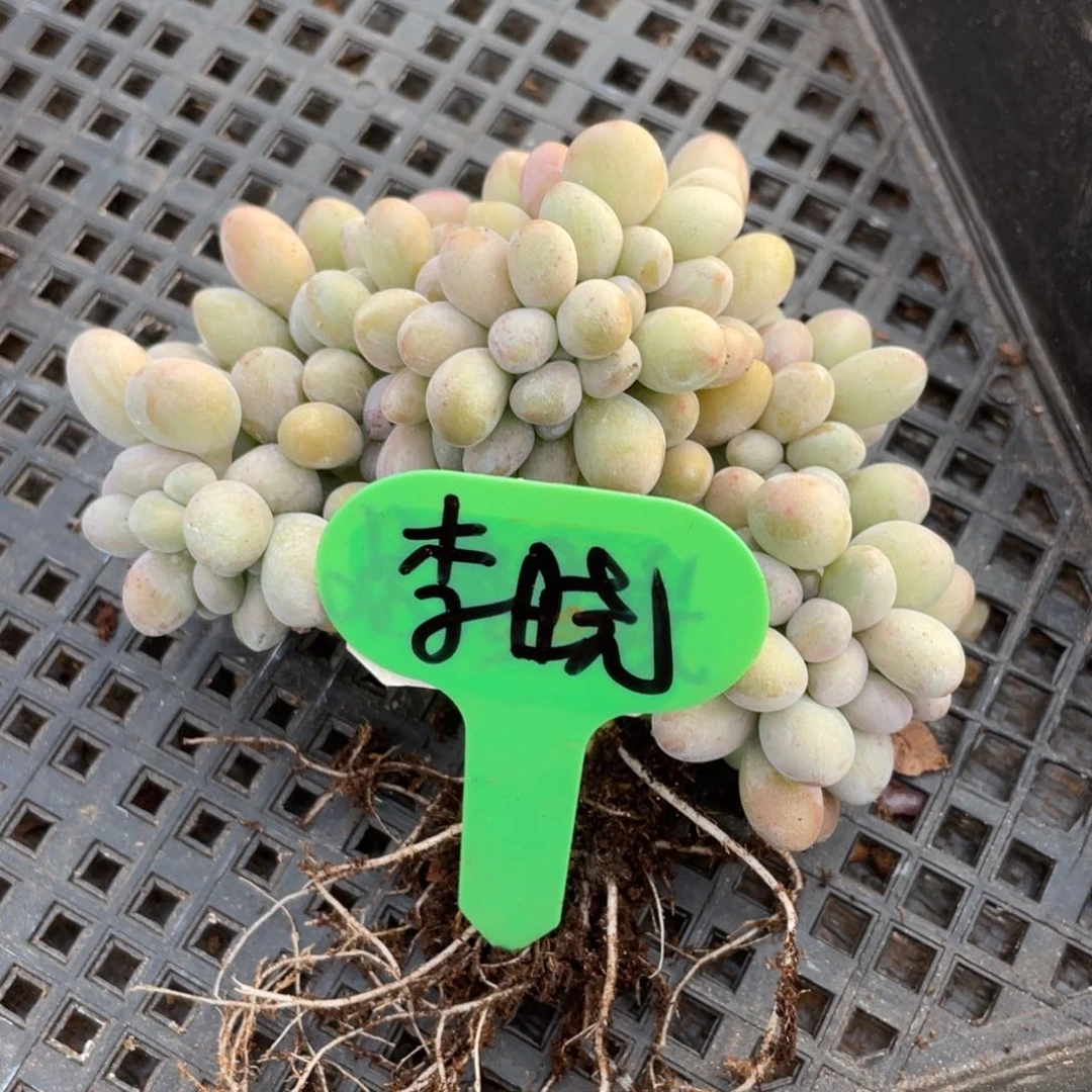 李*姐姐说这不是