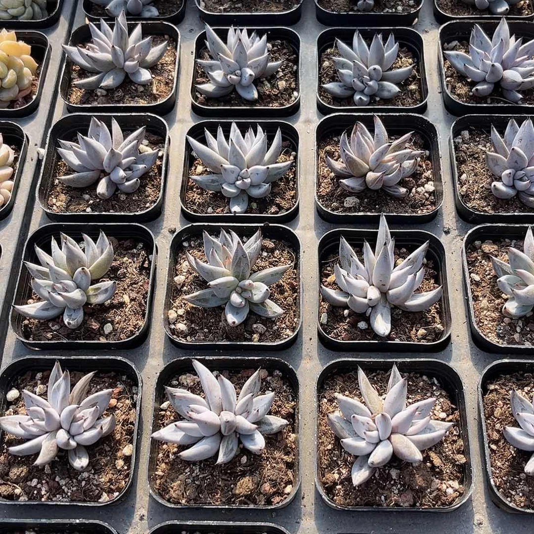黑魔抓双头多肉植物