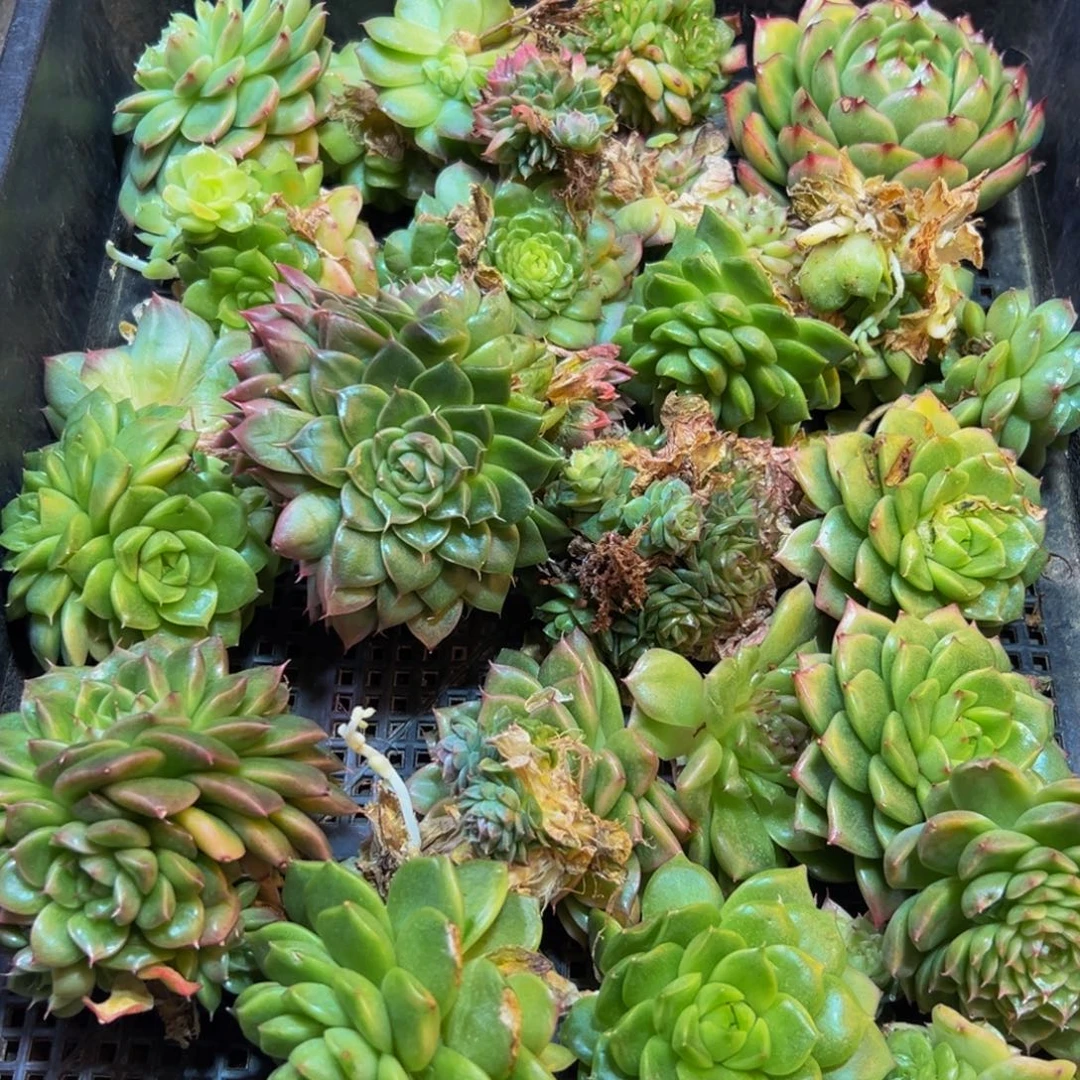 112大热的小伙伴们快