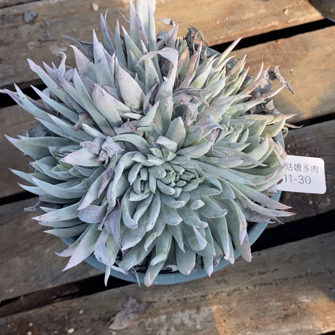 30号苹果叶杂小可爱