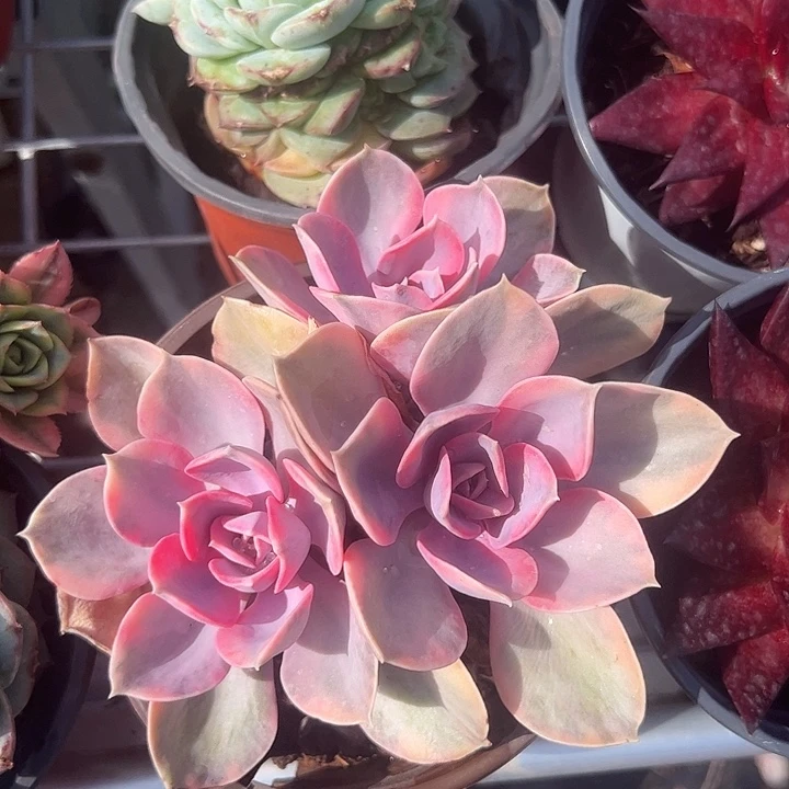 彩虹群生多肉植物精品