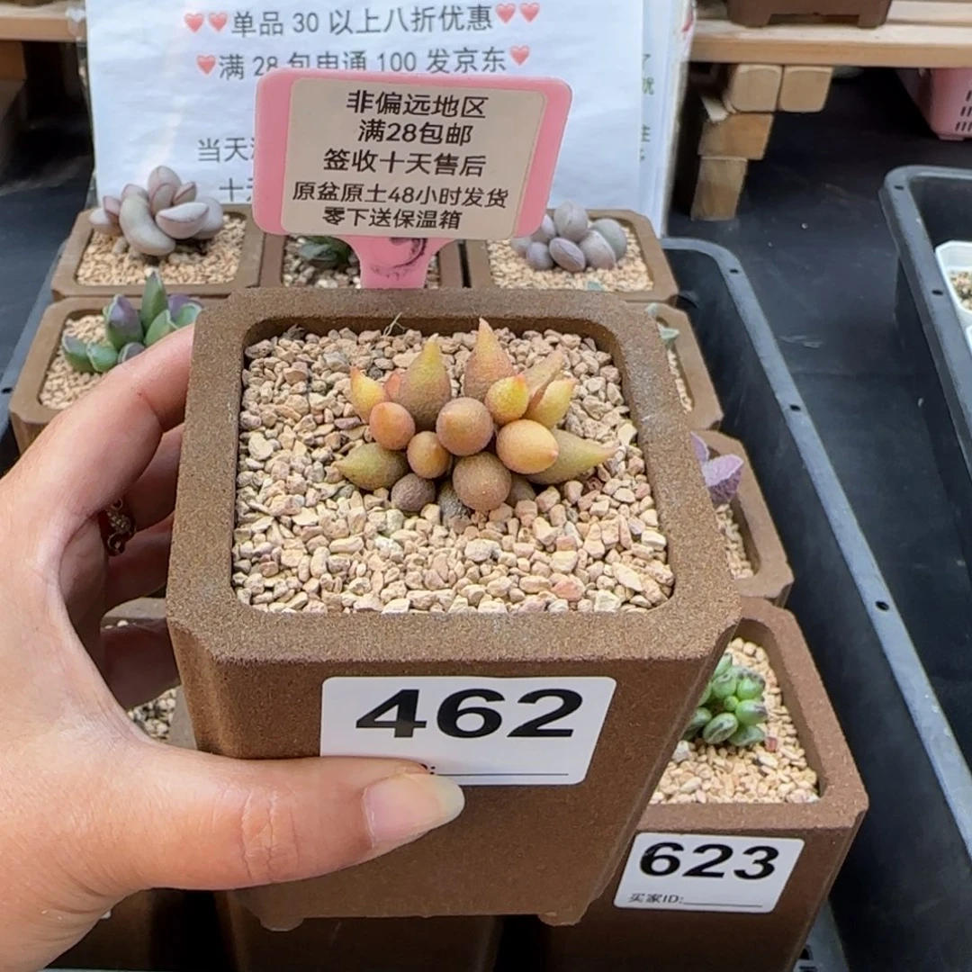 叶*462，小辣椒多肉植物