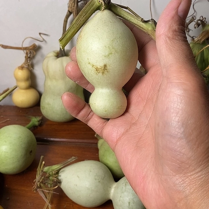 正***青皮葫芦小手把件