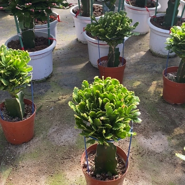 当前无花栽培后可以开花419嫁接028