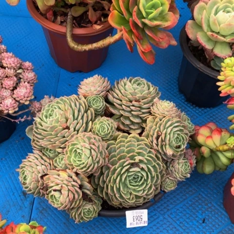 二*哥5063昂斯诺多肉