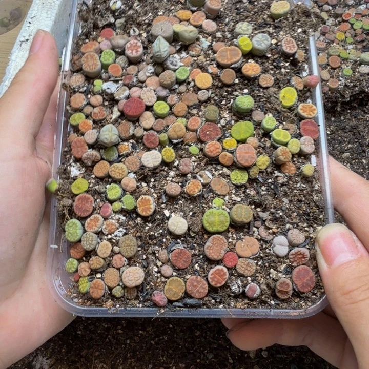 仲***锦多肉植物的生长发育37