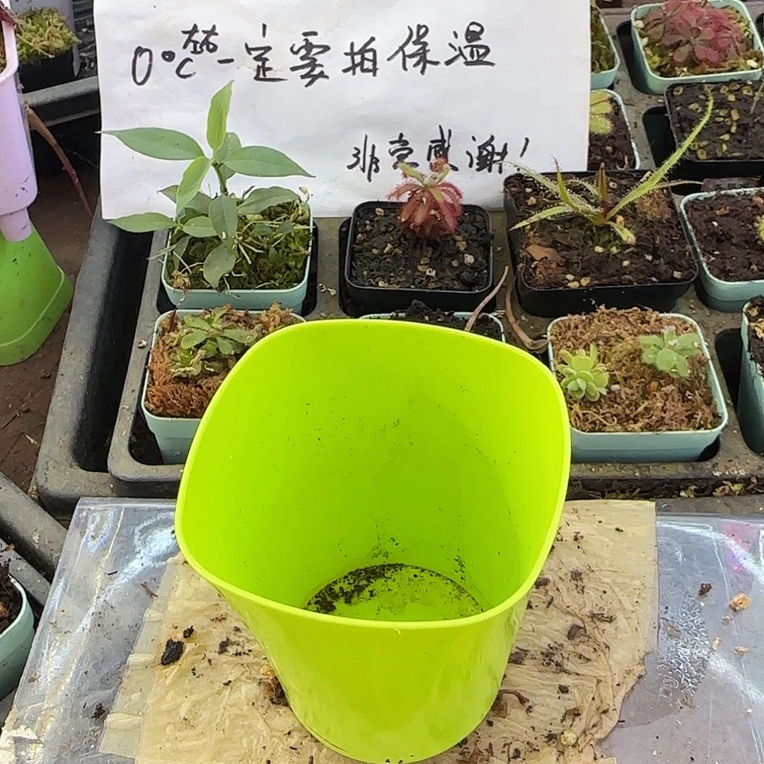 秋***潋无花朵洪奎狸藻科