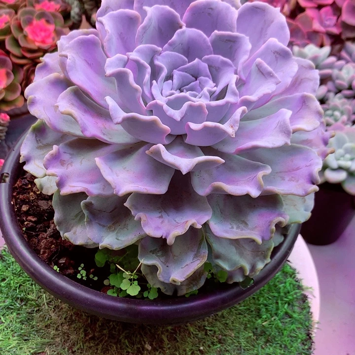 芭蕾舞饺子皮06一物一拍