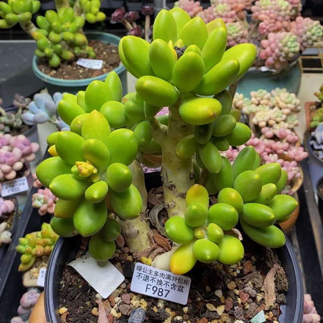 987金蟾芒果奶多肉17c m