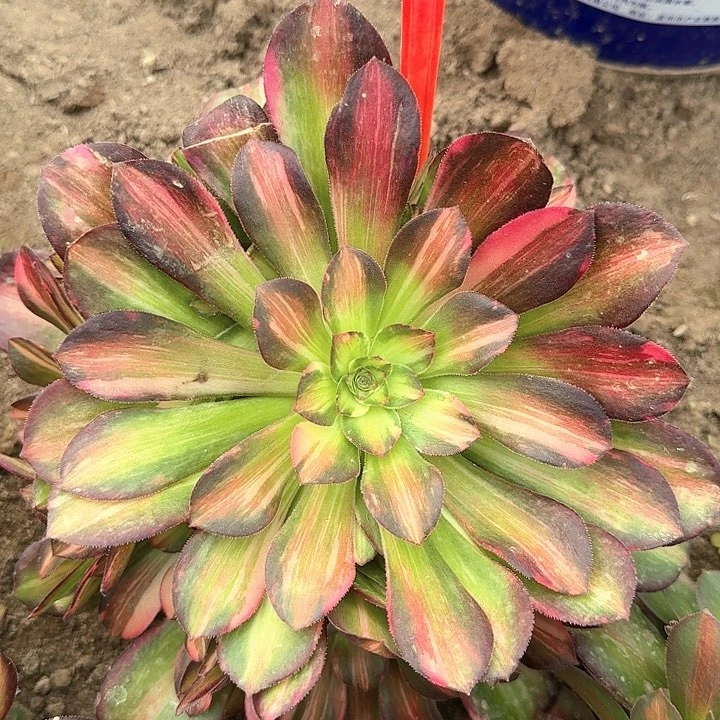 2-3569流星雨多肉法师