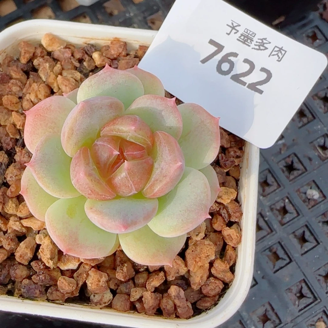 甜心a ，7622多肉植物