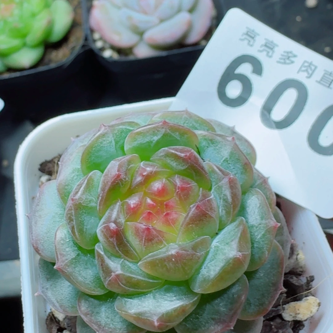 妃子笑            精美多肉植物