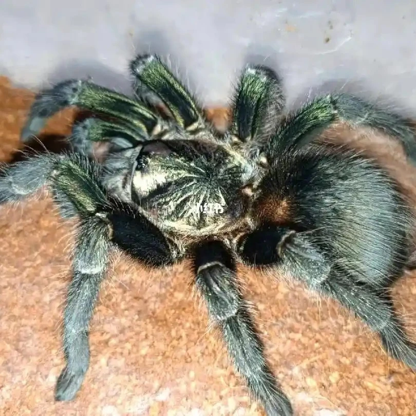 绿海地宠物蜘蛛活体宠物蜘蛛网红宠物蜘蛛