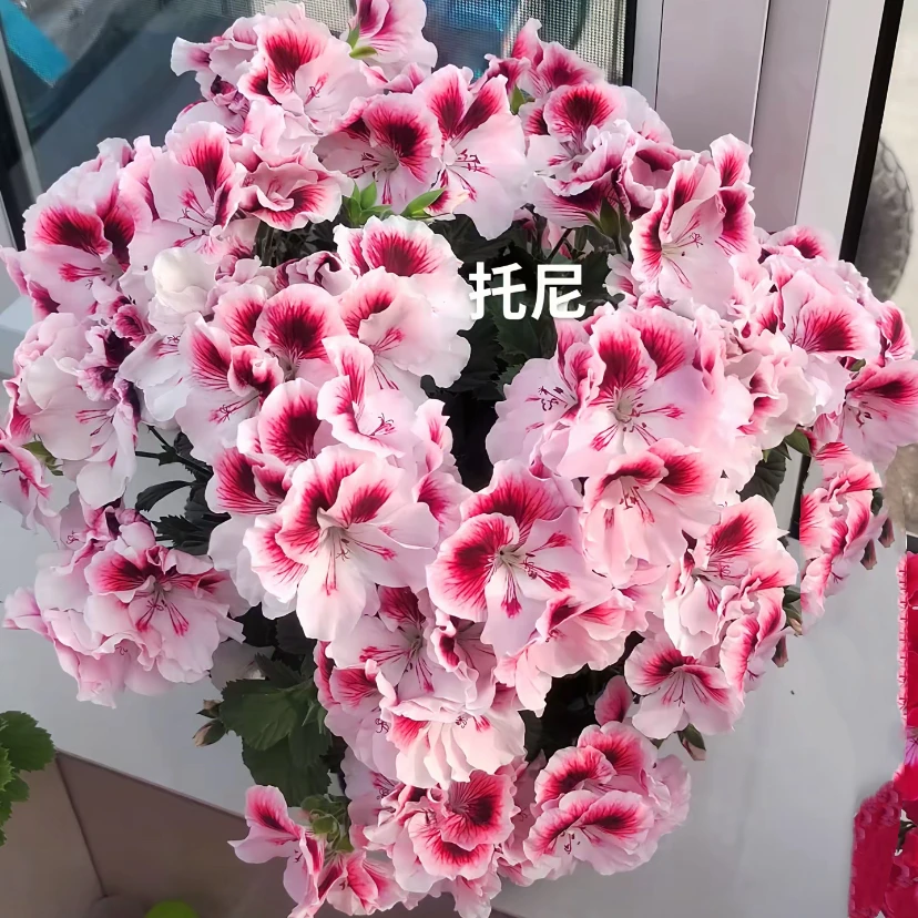 【蝴蝶梅——托尼】 大花天竺葵蝴蝶梅（带花苞 包对版）