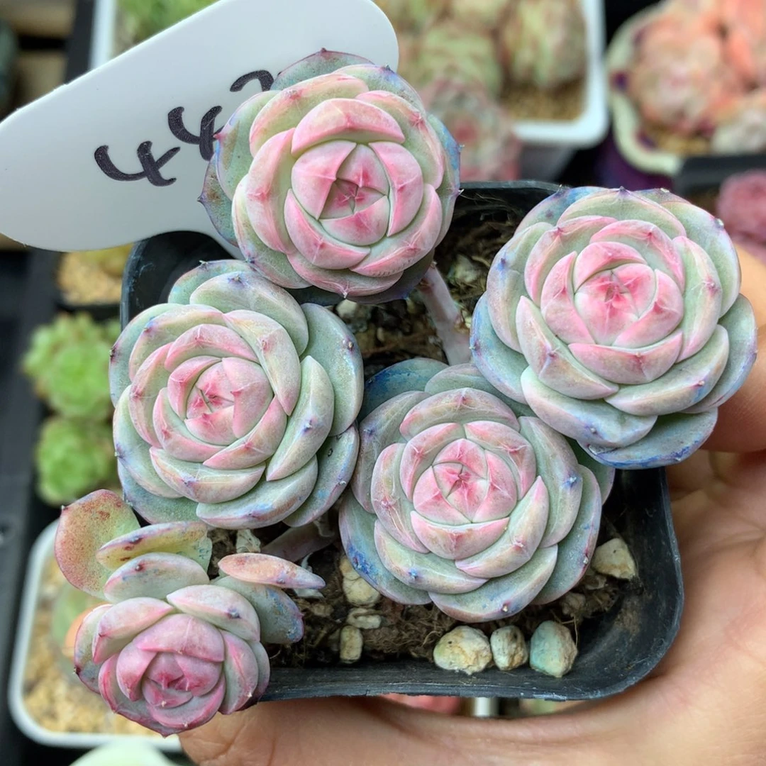 白芷珍妮5头群4420