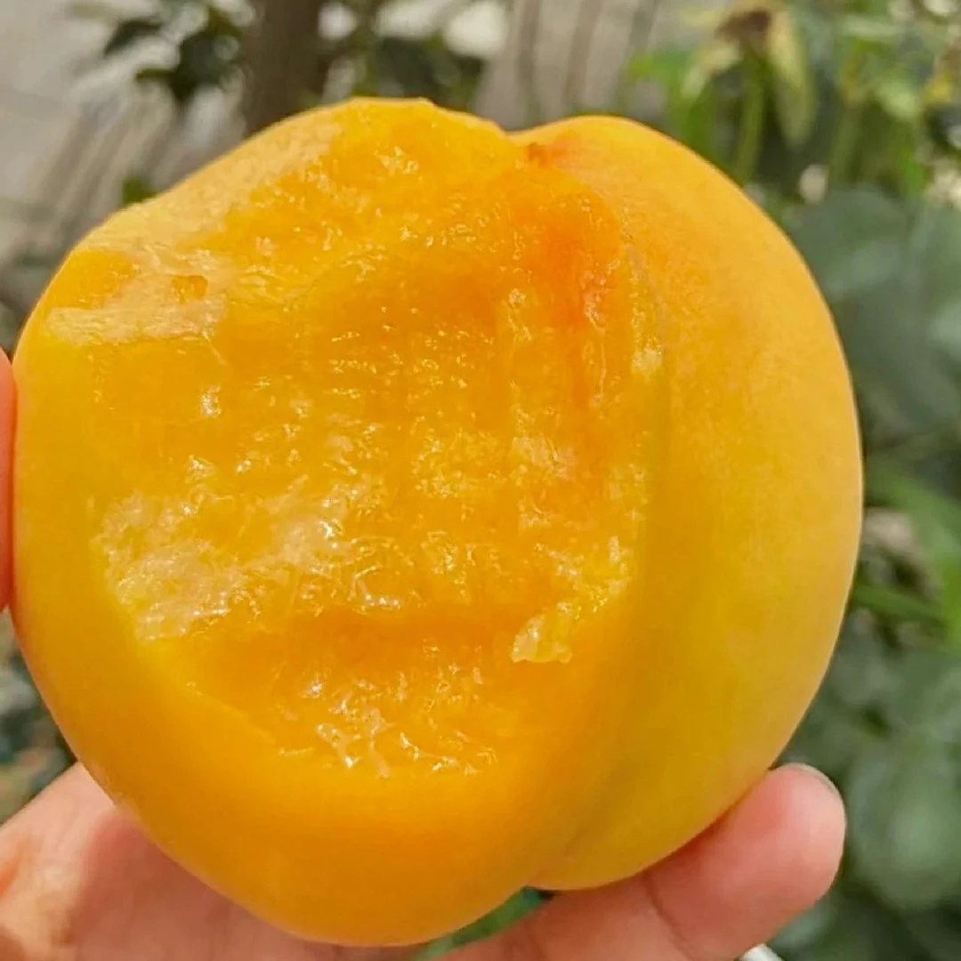 正宗山东蒙阴黄金蜜大黄桃 锦绣现摘孕妇精选2.5/5斤新鲜水果应季山东省