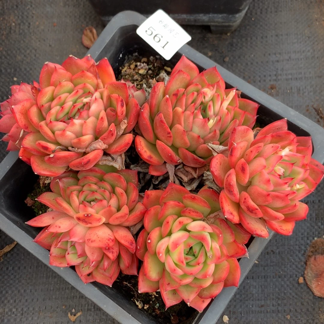 561新年快乐发发发