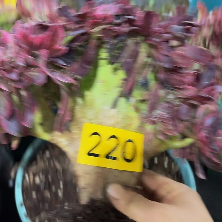 多肉植物福利来220