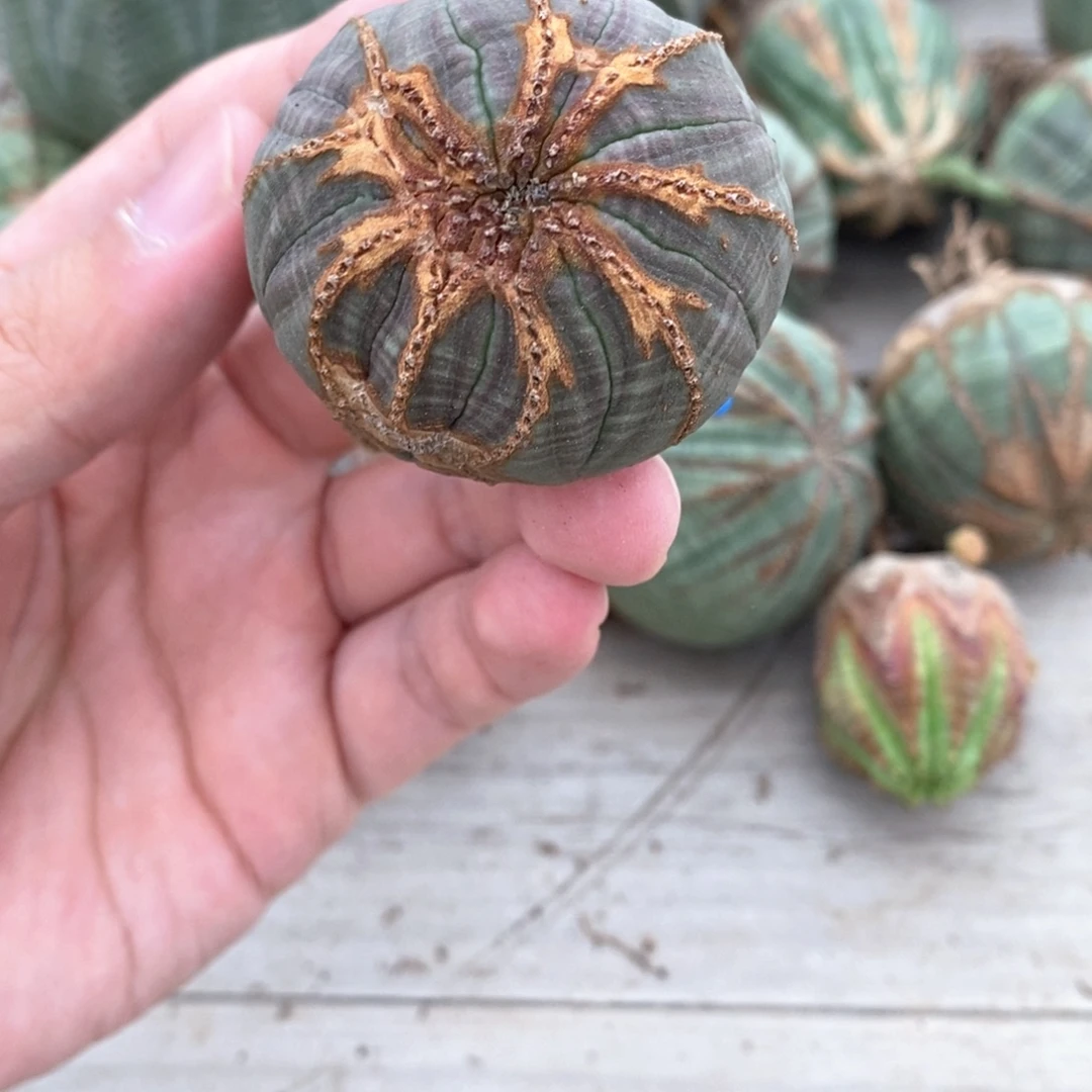 5 欧系实生布纹球多肉植物