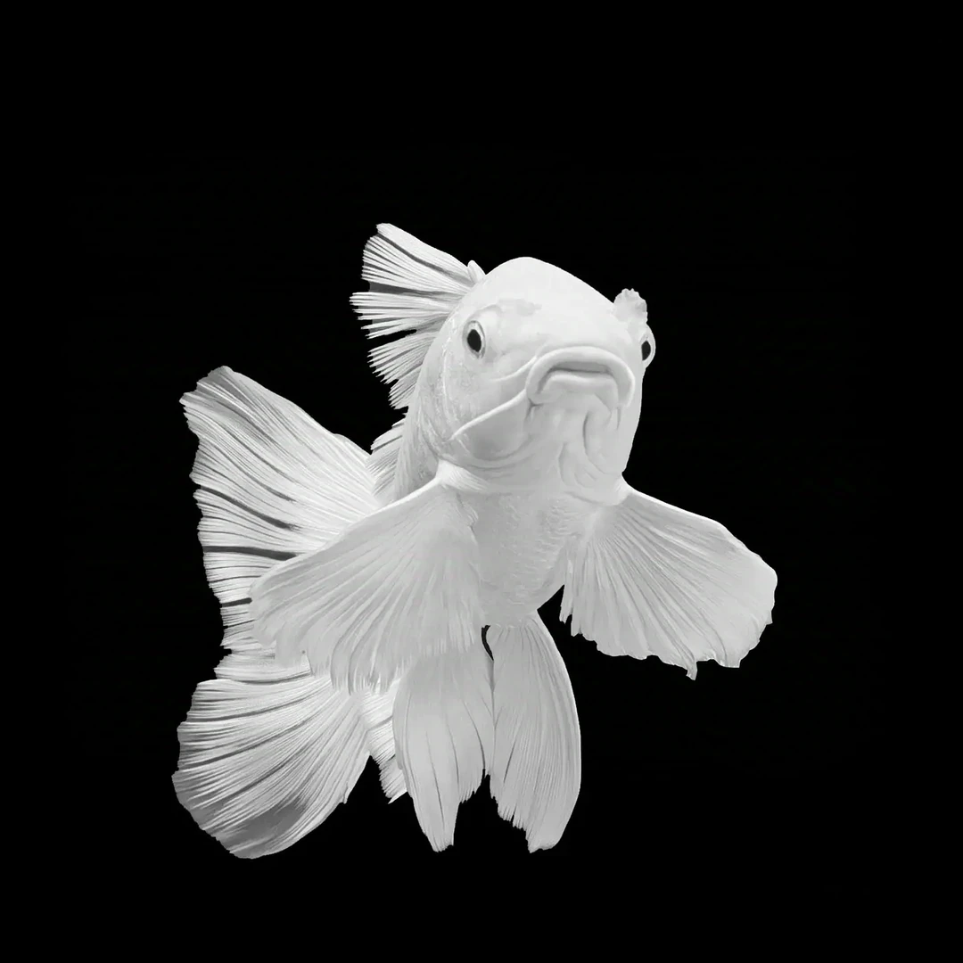 长尾贵妃蝴蝶鲤啊2条(顺丰快递包邮包活)