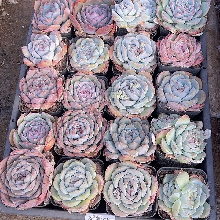 直播福利一物一拍452