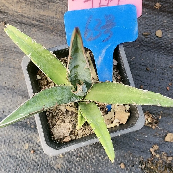 【闪购商品】无花朵龙舌兰格其蓝天