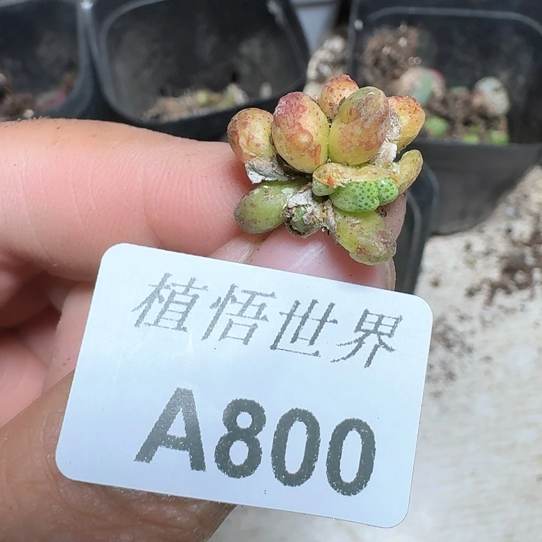 800盒多肉植物哇vg