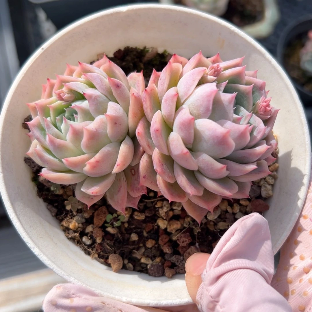 孤星（满38包邮）多肉