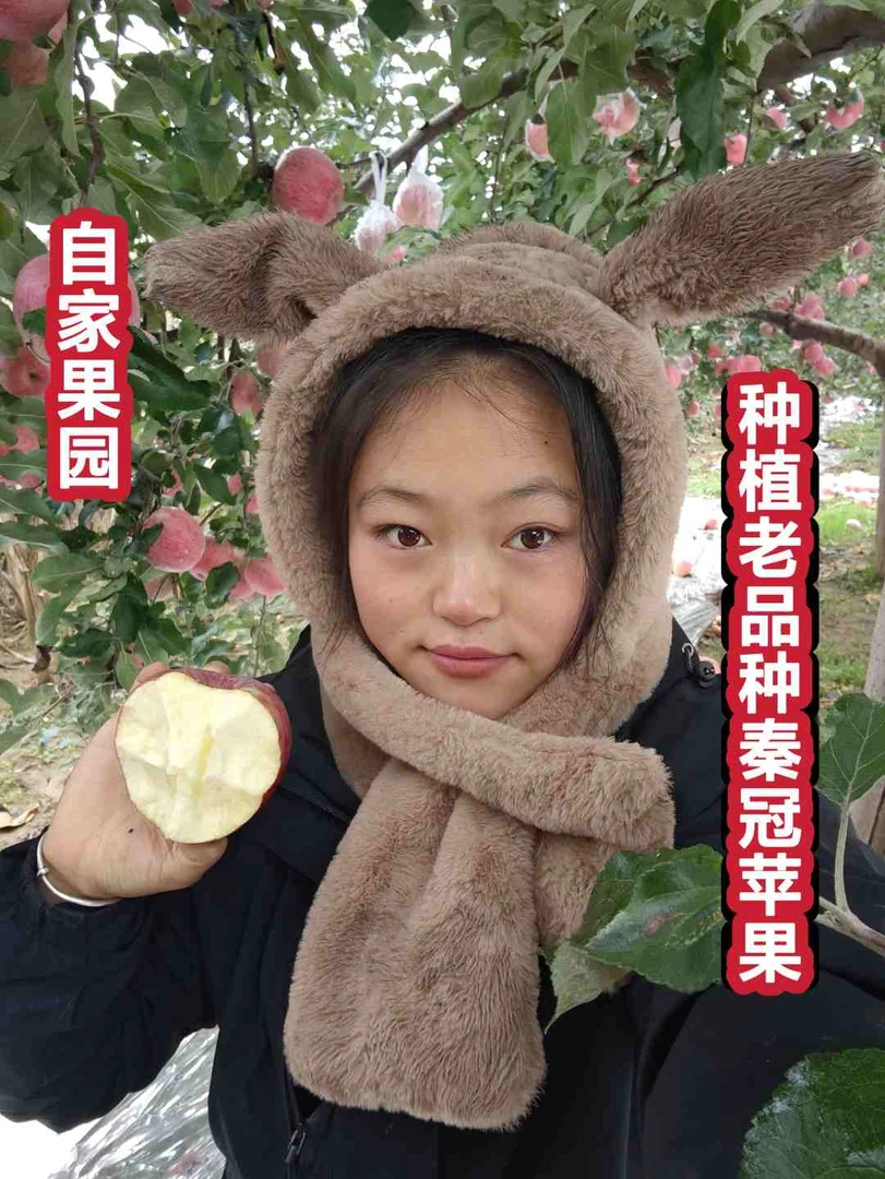 庆阳正宁自家种植老品种秦冠苹果/净重9斤左右/有空格/现摘现发