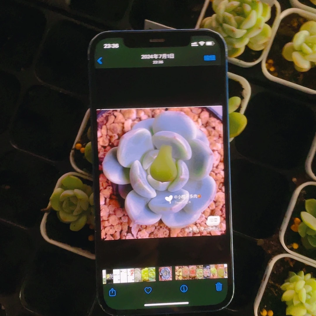 小橙子甜心叶子一片一个满25包邮