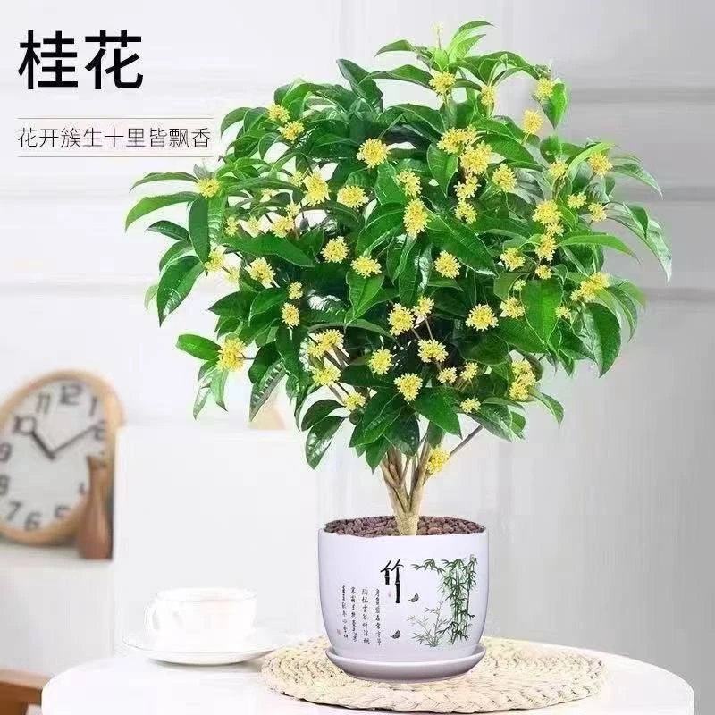 四季桂花浓香型树苗老桩月桂花卉盆栽易活开花绿植客厅庭院阳台