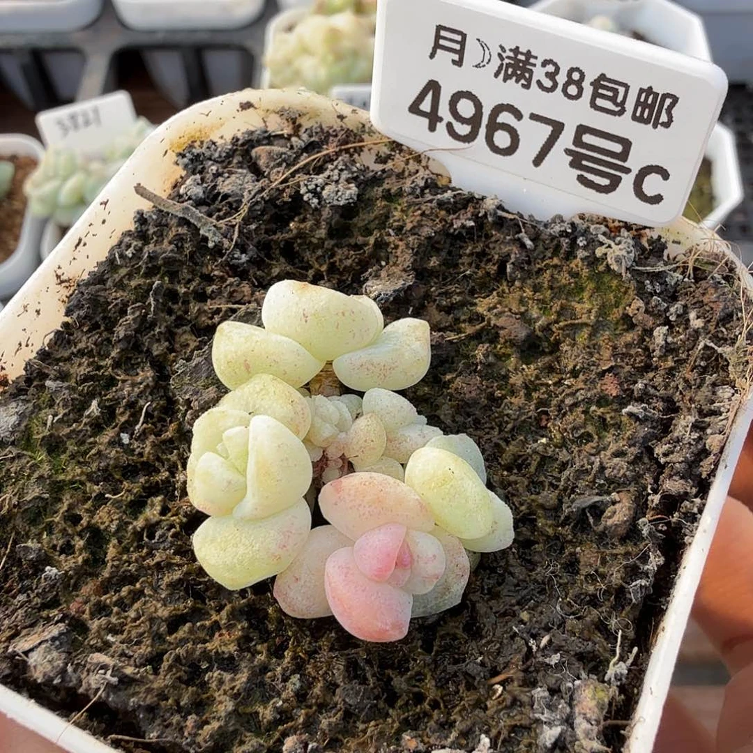 4967号冰玉石化红锦群