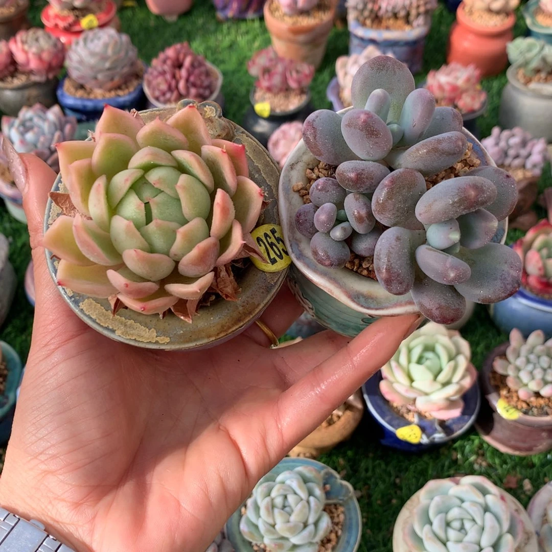 带盆   锦麦➕蟠桃