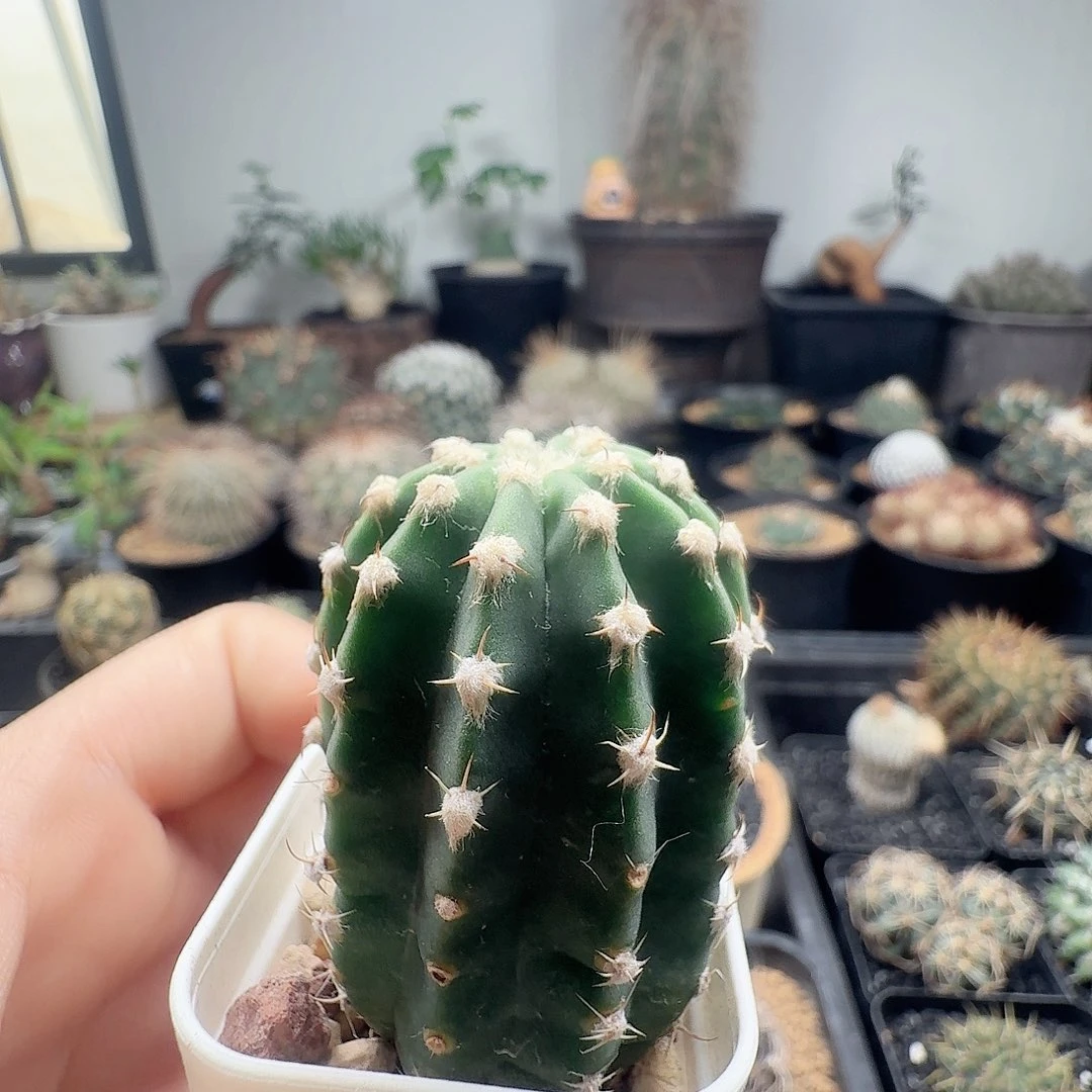 实生铭虾脱土发货